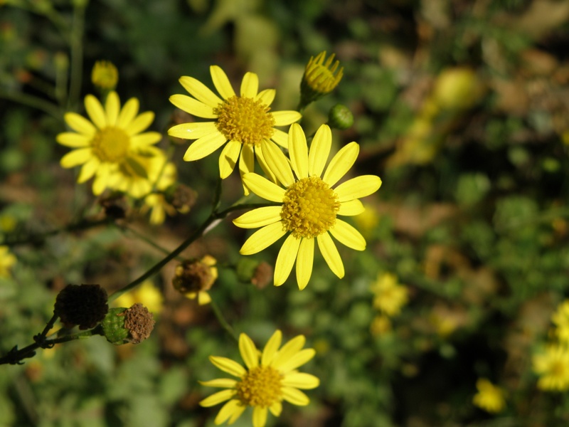 Jacobaea aquatica (= Senecio aquaticus) /Senecione dei fossi